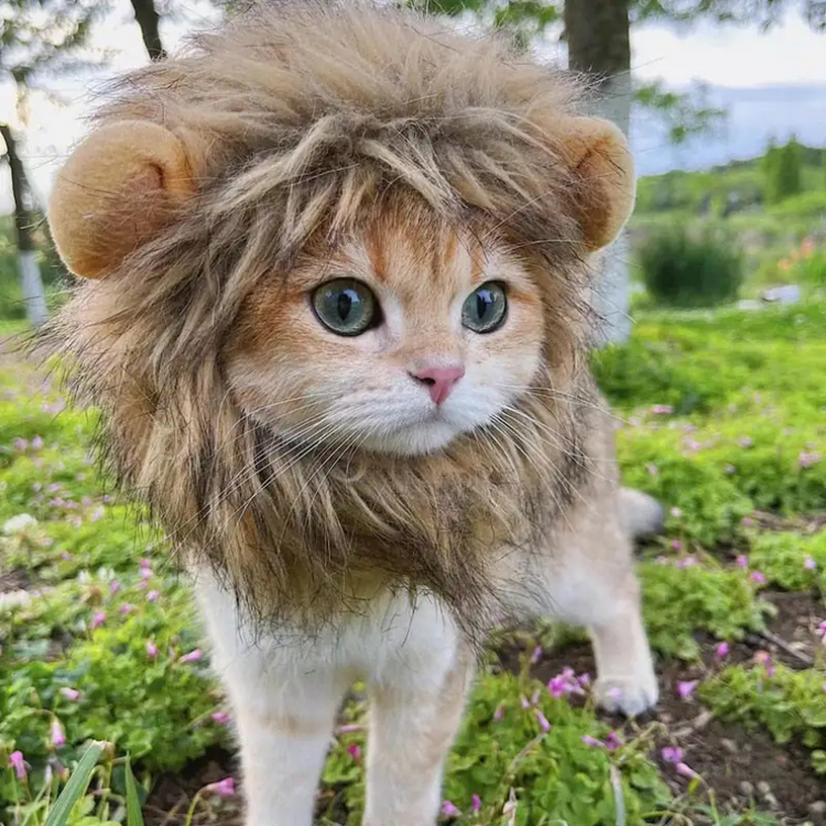 Cats