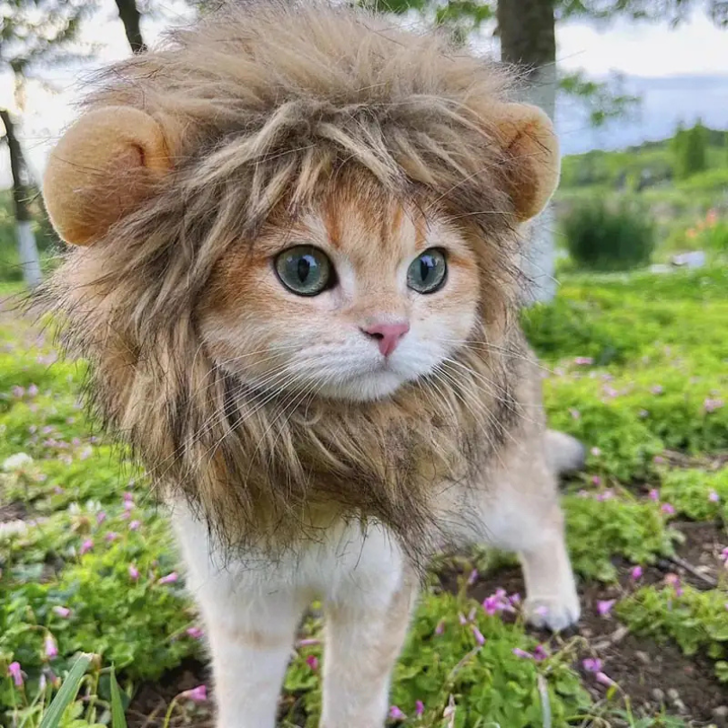 Happy Mane - Cat Costume